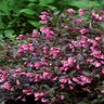 Weigela Florida Fine Wine Proven Winners Weigela 5 gal. Container