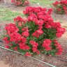 Lagerstroemia X Enduring Summer Red Garden Debut Crape Myrtle 5 gal. Container