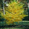 Betula Alleghaniensis Yellow Birch 7 gal. Container