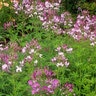 Cleome Hassleriana Spider Flower SP4 Container
