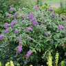 Buddleia X Lo & Behold Purple Haze Proven Winners Seedless Butterfly Bush 2 gal. Container