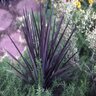 Cordyline australis Red Sensation Dracaena 4 in. Container