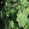 Heuchera Villosa Hairy Alumroot