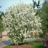 Malus Baccata Siberian Crabapple