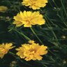 Coreopsis Grandiflora Sunray Tickseed