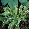 Hosta Fortunei Plantain Lily