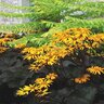 Ligularia Dentata Leopard Plant 2 gal. Container