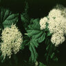 Hydrangea Arborescens Smooth Hydrangea 5 gal. Container