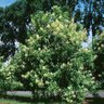 Hydrangea Arborescens Smooth Hydrangea 5 gal. Container