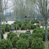 Carpinus Caroliniana American Hornbeam 1 in. Caliper Ball and Burlap