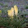 Kniphofia Little Maid Red Hot Poker