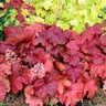 Heuchera X Fire Alarm Coral Bells 1 gal. Container