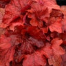 Heuchera X Fire Alarm Coral Bells 1 gal. Container