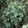Heuchera Americana Dales Strain Coral Bells SP2 Container