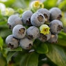 Vaccinium X Jelly Bean Bushel and Berry Blueberry 2 gal. Container