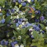 Vaccinium X Jelly Bean Bushel and Berry Blueberry 2 gal. Container