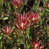 Leucadendron Safari Sunset Conebush 5 gal. Container