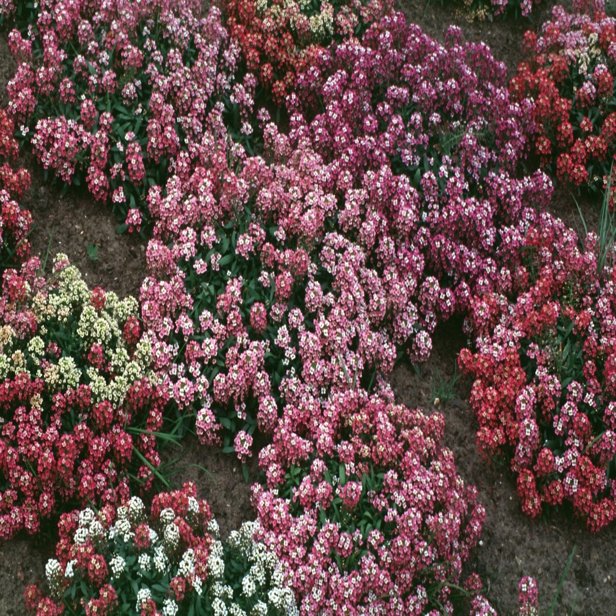Lobularia Maritima Aphrodite Sweet Alyssum | SiteOne