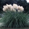 Cortaderia Selloana Pampas Grass 5 gal. Container