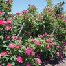 Rosa X Cancan Climbing Rose