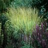 Molinia Caerulea Variegata Variegated Moor Grass 1 gal. Container