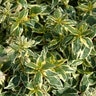 Abelia X Grandiflora Radiance Glossy Abelia 3 gal. Container