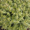 Abelia X Grandiflora Radiance Glossy Abelia 3 gal. Container