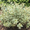 Abelia X Grandiflora Radiance Glossy Abelia 3 gal. Container