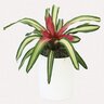 Neoregelia Carolinae Blushing Bromeliad