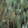 Opuntia Littoralis Coastal Prickly Pear Cactus 1 gal. Container