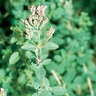 Origanum Onites Cretan Oregano