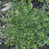 Cuphea Hyssopifola Mexican Heather SP3 Container