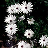Osteospermum Fruticosum Trailing African Daisy 1 gal. Container