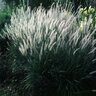 Pennisetum Orientale Shogun Oriental Fountain Grass 5 gal. Container