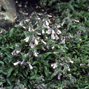 Penstemon hirsutus var. pygmaeus Beardtongue 1 gal. Container