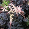 Astilbe Thunbergii Chocolate Shogun Astilbe 1 gal. Container