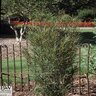 Rhamnus Frangula Fine Line Proven Winners Buckthorn 15 gal. Container