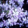 Phlox Divaricata Blue Elf Phlox