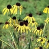 Echinacea Paradoxa Yellow Coneflower