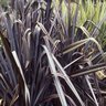 Phormium X Dusky Chief New Zealand Flax 15 gal. Container