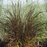 Phormium Tenax Jack Spratt New Zealand Flax 5 gal. Container