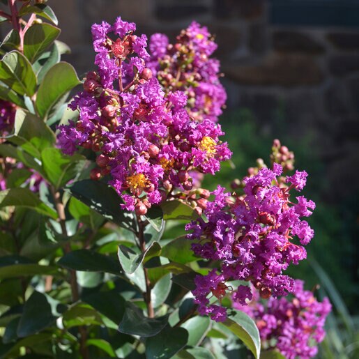 Lagerstroemia X Princess Jaden Crape Myrtle | SiteOne