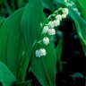 Convallaria Majalis Lily Of The Valley SP4 Container