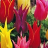 Tulipa Bulb Lily Flowering Mixture Tulip 100 Count Bag