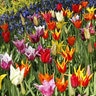 Tulipa Bulb Lily Flowering Mixture Tulip 100 Count Bag