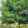 Fraxinus Americana Rosehill White Ash