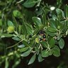 Rhamnus Alaternus Italian Buckthorn 5 gal. Container