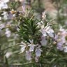 Rosmarinus Officinalis Albus Rosemary