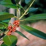 Ilex latifolia Lusterleaf Holly 45 gal. Container