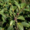 Ilex latifolia Lusterleaf Holly 45 gal. Container